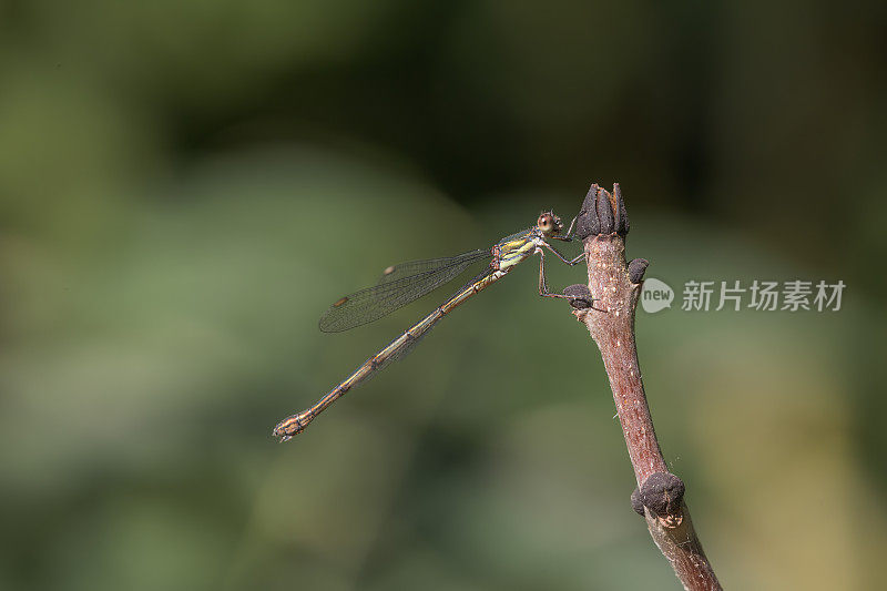 柳翡翠豆娘(Chalcolestes viridis)在树枝上休息，展开翅膀